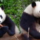 Image for article titled Zookeepers Confirm Pandas Not Mating Because They’re Scared Of Messing Up Friendship